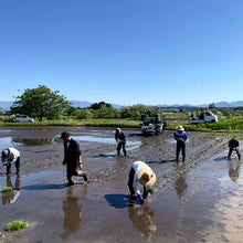 画像をギャラリービューアに読み込む, superfuture 栽培期間中肥料農薬不使用 自然栽培米「つや姫」令和7年産 / 300g