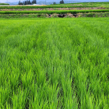 画像をギャラリービューアに読み込む, superfuture 栽培期間中肥料農薬不使用 自然栽培米「つや姫」令和7年産 / 300g