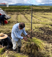 画像をギャラリービューアに読み込む, 栽培期間中肥料農薬不使用つや姫「三八神饌米」令和7年産 / 2kg