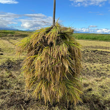 画像をギャラリービューアに読み込む, superfuture 栽培期間中肥料農薬不使用 自然栽培米「つや姫」令和7年産 / 300g