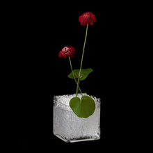 画像をギャラリービューアに読み込む, MIYAVIE Oasis 110 vase