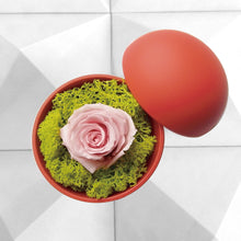 画像をギャラリービューアに読み込む, Flower of Love - globe "baby pink rose & green moss"