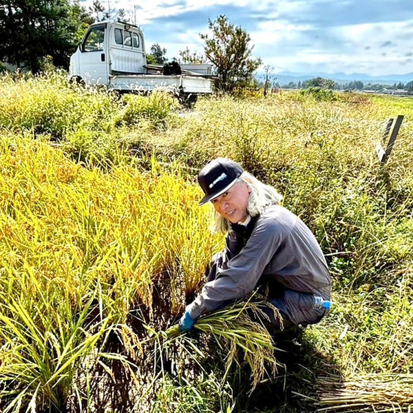 maison koichiro kimura &international   RICE IS superfuture  稲刈・穂仁王(稲掛け)