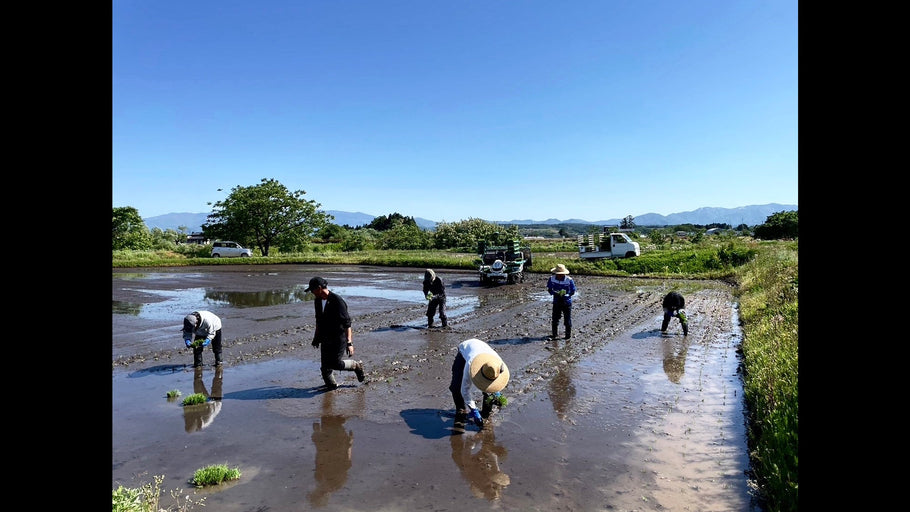 superfurure The fusion of rice farming and art
